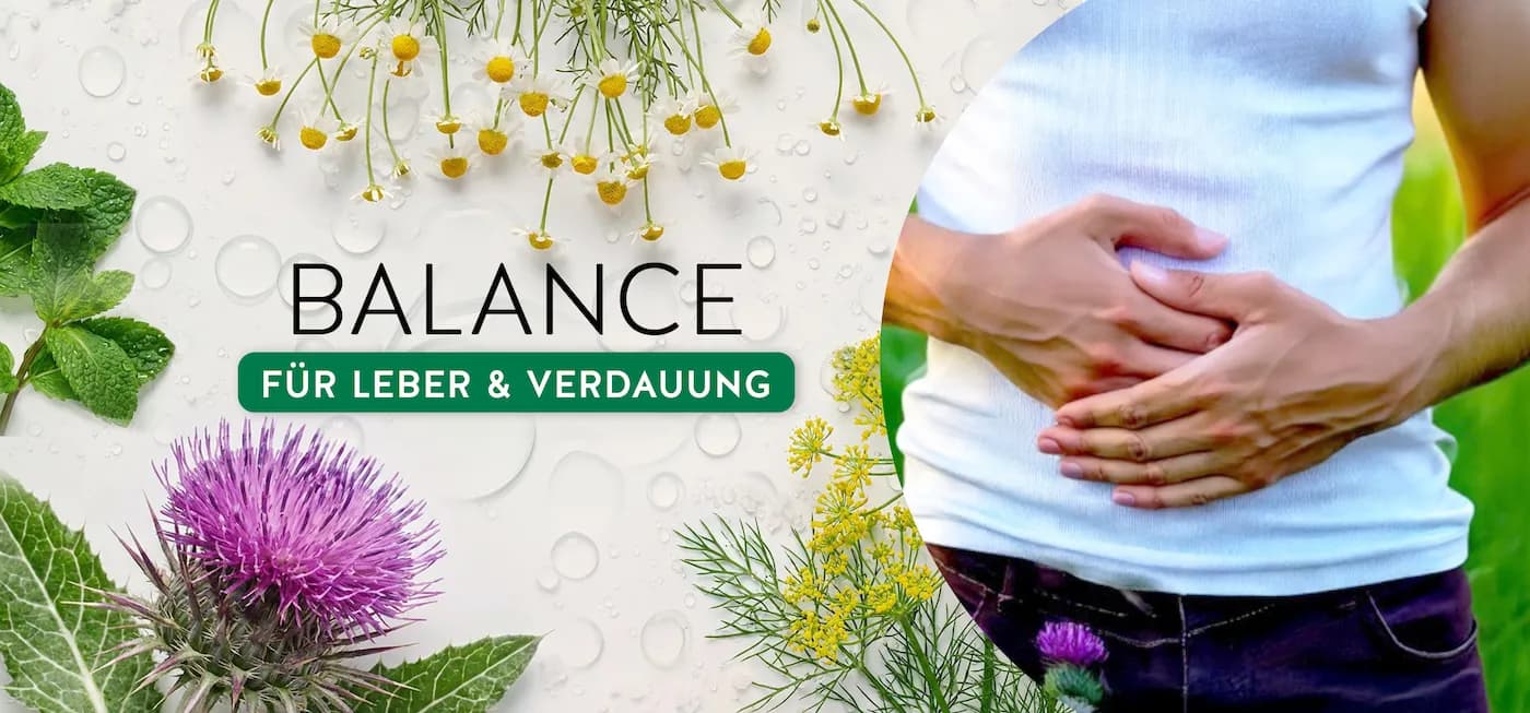 Mariendistel unterstützt die Leber
